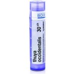 THUYA OCCIDENTALIS POR 30CH GRA 4G – Hledejceny.cz