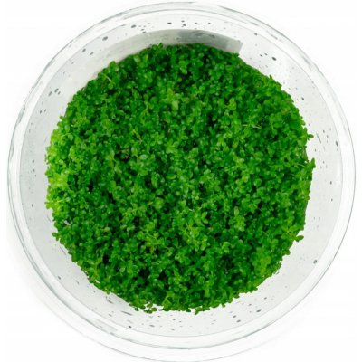 Hemianthus callitrichoides Cuba – Zboží Dáma