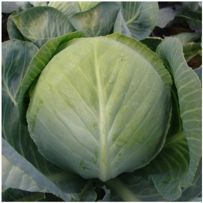Zelí bílé hlávkové Aros F1 - Brassica oleracea - semena zelí - 100 ks – Zboží Mobilmania