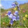 Osivo a semínko Modrá louka zvonečková - osivo Planta Naturalis - směs lučních květin a trav - 40 g