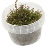 Rotala sp. Pearl – Hledejceny.cz