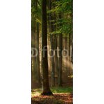 WEBLUX 64670682 Samolepka na lednici fólie autumn forest trees. nature green wood sunlight backgrounds. podzimní lesní stromy. příroda zelené dřevo sluneční světlo poza rozměry 80 x 200 cm – Hledejceny.cz