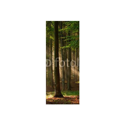 WEBLUX 64670682 Samolepka na lednici fólie autumn forest trees. nature green wood sunlight backgrounds. podzimní lesní stromy. příroda zelené dřevo sluneční světlo poza rozměry 80 x 200 cm – Hledejceny.cz