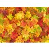 WEBLUX Samolepka fólie Maple leaves Autumn red yellow green floral background banner - 295252486 , 100 x 73 cm