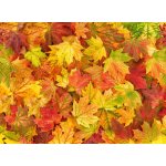 WEBLUX Fototapeta vliesová Maple leaves Autumn red yellow green floral background banner - 295252486 , 100 x 73 cm – Zbozi.Blesk.cz