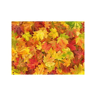 WEBLUX Fototapeta vliesová Maple leaves Autumn red yellow green floral background banner - 295252486 , 100 x 73 cm – Zbozi.Blesk.cz