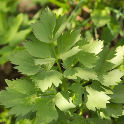 Libeček lékařský - Levisticum officinale - semena libečku - 115 ks – Zboží Dáma
