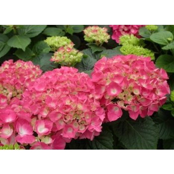 Hydrangea macrophylla - Hortenzie