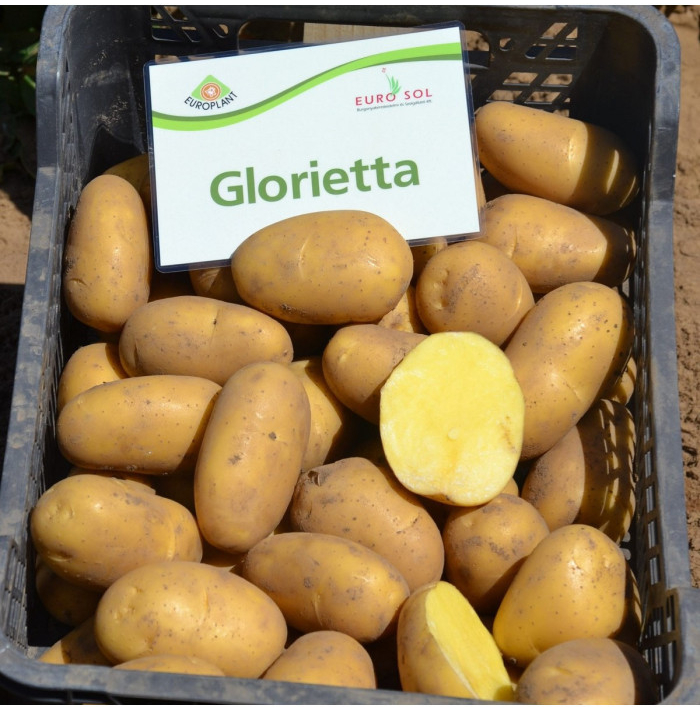 BIO Sadbové brambory Glorietta - Solanum tuberosum - bio brambory - 10 ks