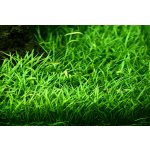 Lilaeopsis brasiliensis - Liliovníček brazilský – Sleviste.cz