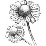 Alteya Neroli olej 100% BIO 10 ml – Zboží Dáma