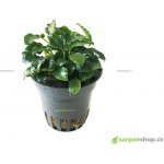 Schismatoglottis prietoi – Zboží Dáma