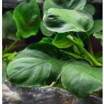 Anubias barteri coin Leaf – Hledejceny.cz