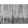 Tapety Postershop Fototapeta vliesová: Černobílé břízy rozměry 152,5x104 cm