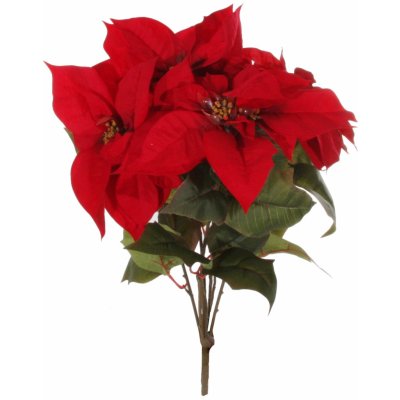 SHISHI Vánoční hvězda Pryšec nádherný červená 65 cm