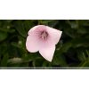 Květina Platycodon gran. 'Astra Rose' Velikost hrnku: 10,5cm