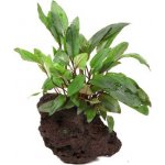 Cryptocoryne beckettii Petchii na lávovém kameni – Zboží Mobilmania
