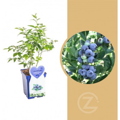 Kanadská borůvka, Vaccinium corymbosum Bluegold, velikost kontejneru 5 l – Zbozi.Blesk.cz