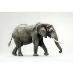 Pohlednice Slon – Zboží Dáma