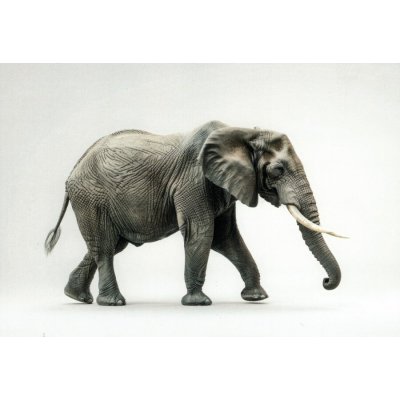 Pohlednice Slon – Zboží Dáma