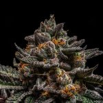 Ripper Seeds Brain Cake semena neobsahují THC 5 ks – Hledejceny.cz