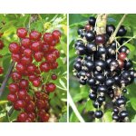 Rybíz červený a černý BIO na špalíru FloraSelf Bio Ribes rubrum 'Rovada' a 'Silvergieters' 60-80 cm květináč 5 l – Hledejceny.cz