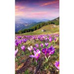 Dimex MS-2-0064 vliesová fototapeta na zeď Krokusy na jaře rozměry 150 x 250 cm – Zboží Mobilmania