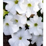Petúnie Cascata White F1 - Petunia x atkinsiana - osivo petúnie - 10 ks – Hledejceny.cz