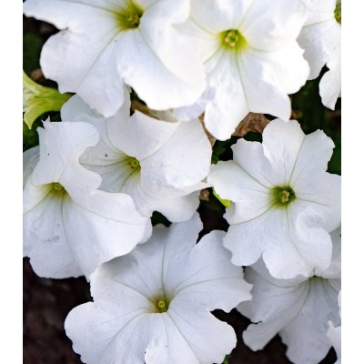 Petúnie Cascata White F1 - Petunia x atkinsiana - osivo petúnie - 10 ks – Hledejceny.cz