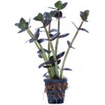 Bacopa salzmannii Purple – Sleviste.cz