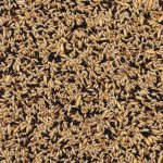 Deli Nature 50 Canaries Basic 4 kg – Hledejceny.cz