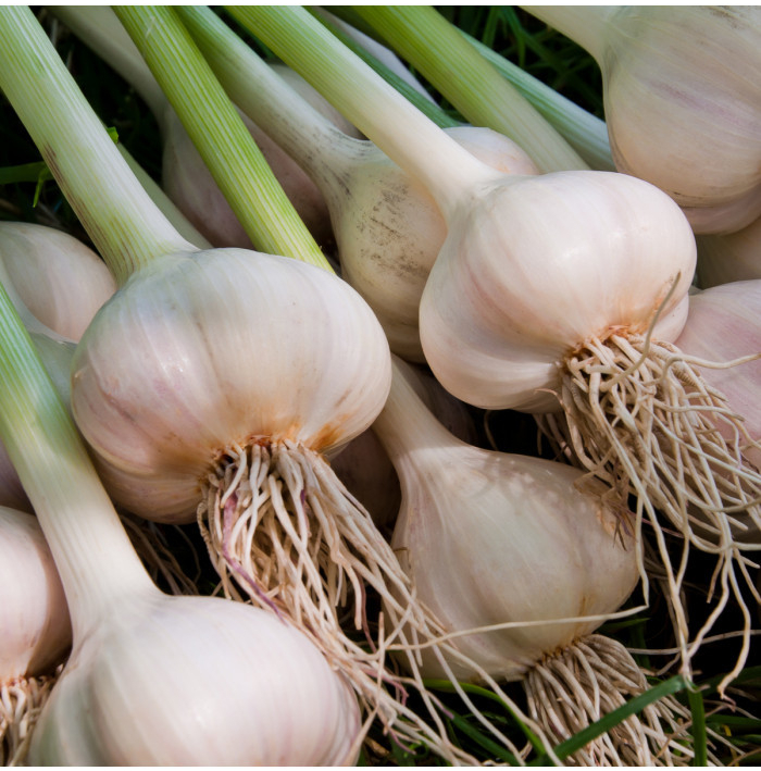 Sadbový česnek Dukát - Allium sativum - paličák - prodej cibulí česneku - 1 balení