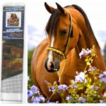 Norimpex Diamantové malování Koňská něha 30 x 40 cm – Zboží Mobilmania