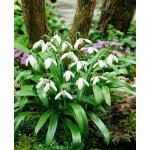 Sněženka 'Woronova' 5 ks – Zboží Dáma