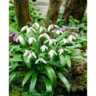 Sněženka 'Woronova' 5 ks – Zboží Dáma