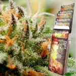 Buddha Seeds Assorted AUTO semena neobsahují THC 10 ks – Hledejceny.cz