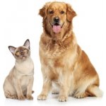 MADRID Škrábadlo 240-270 cm – Sleviste.cz