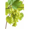 Osivo a semínko Vinná réva BIO banánová FloraSelf Bio Vitis vinifera výška cca 90 cm květináč 3 l