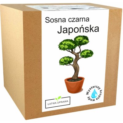 Sada na pěstování Bonsai Borovice Černá Japonská – Sleviste.cz