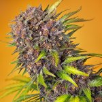 Sweet Seeds Diablo Rojo XL AUTO semena neobsahují THC 3 ks – Hledejceny.cz