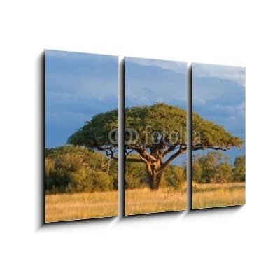 Obraz 3D třídílný - 105 x 70 cm - African Acacia tree, Hwange National Park, Zimbabwe Africký strom akácie, národní park Hwange, Zimbabwe – Zboží Mobilmania