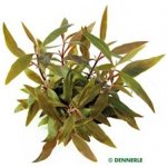 Alternanthera reineckii Mini – Zboží Dáma