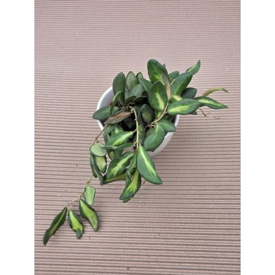 Hoya Burtoniae 9 cm – Sleviste.cz