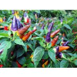 Pequin mix ( Pequin ) – Hledejceny.cz