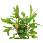 Cryptocoryne beckettii – Zboží Dáma
