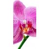 Tapety WEBLUX Samolepka na dveře fólie - 23735286 orquídea rozměry 90 x 220 cm