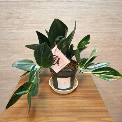 Scindapsus Treubii Dark Form č2 – Zboží Dáma