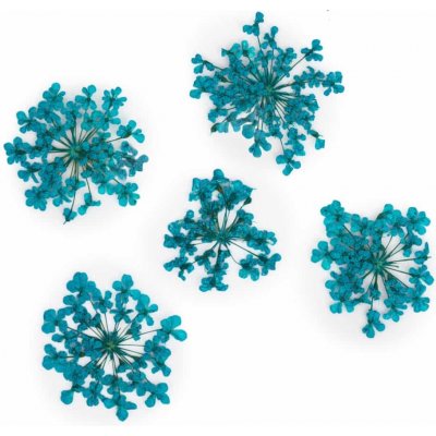 Sušené květy na nehty Turquoise 5 ks – Hledejceny.cz