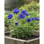 Sasanka věncová 'Lord Lieutenant' 15 ks – Zboží Dáma