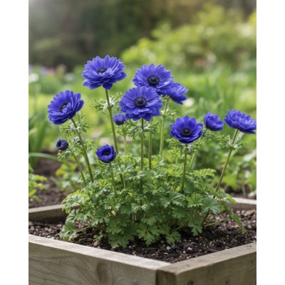 Sasanka věncová 'Lord Lieutenant' 15 ks – Zboží Dáma